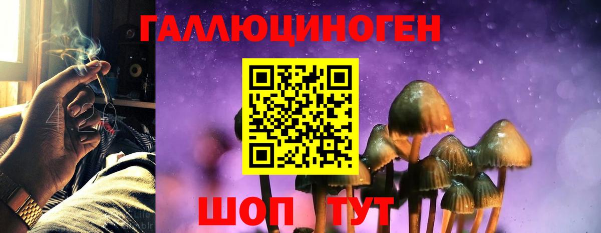 Псилоцибиновые грибы Psilocybine cubensis  Бутурлиновка 